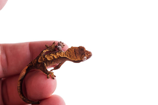 istock Newborn crested gecko on hand isolated white background 985534580