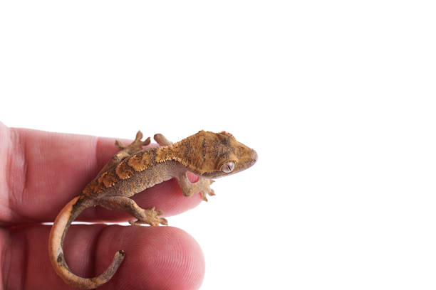 istock Newborn crested gecko on hand isolated white background 985534586