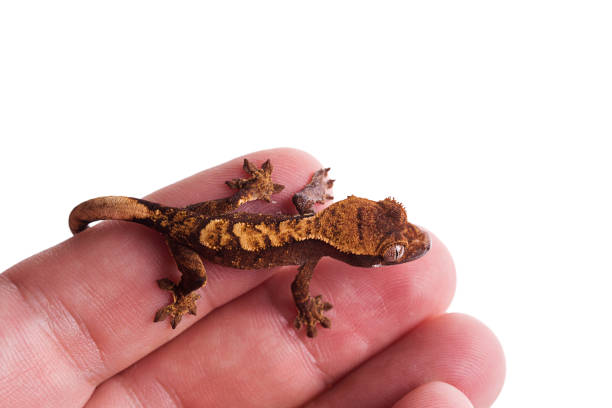 Newborn crested gecko on hand isolated white background