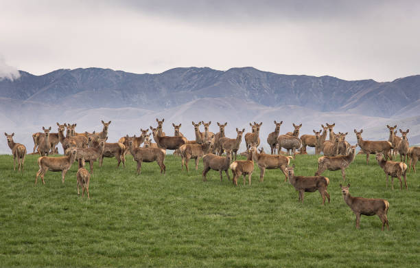 a large group of wild reindeer standing on green hill with mountain rages in background, looking at camera stock photo