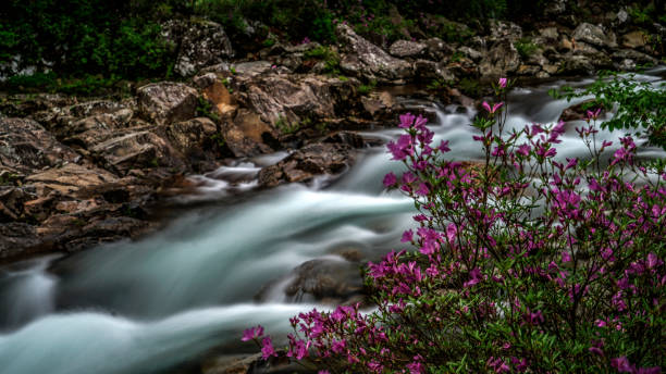 istock Flowing river and pink flowers in forest 985536176