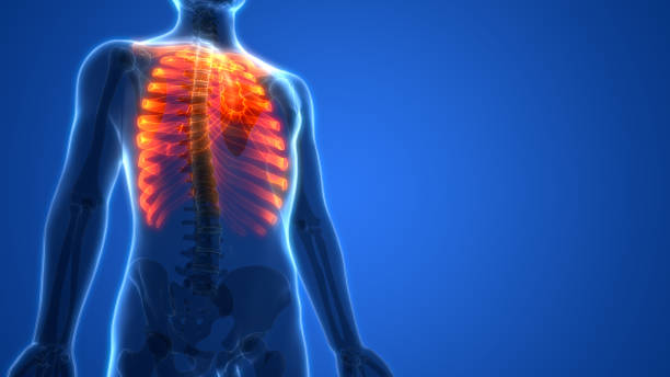人間の骨格システムの肋骨の解剖学 - rib cage ストックフォトと画像