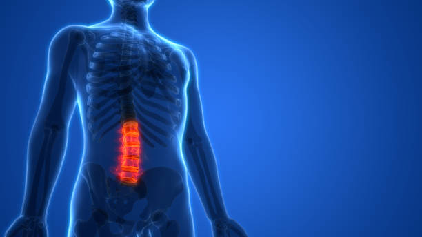 istock Human Skeleton Vertebral Column Lumbar Vertebrae Anatomy 985541352