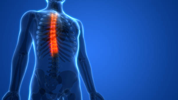 istock Human Skeleton Vertebral Column Thoracic Vertebrae Anatomy 985541564