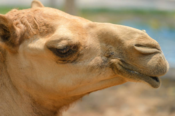 Funny face dromedary posing interesting.
