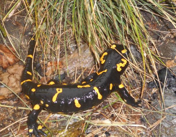 istock fire salamander in the mountains in autumn 985542072