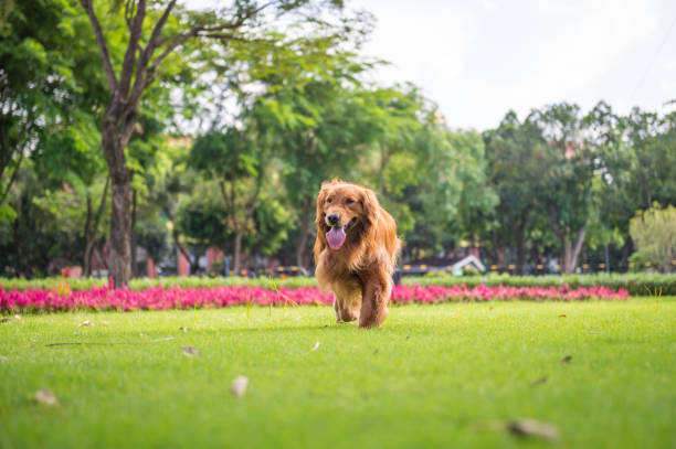 istock Golden Retriever playing in the meadow 985545680