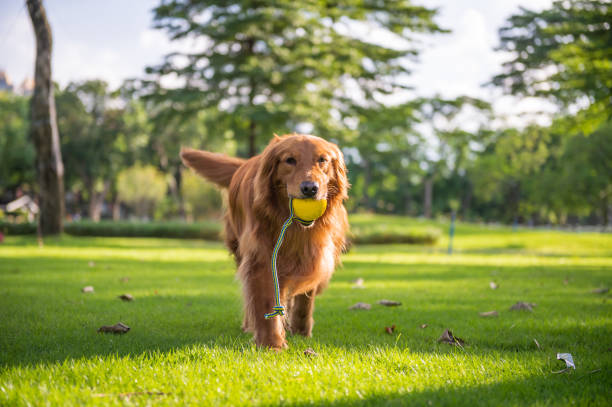istock Golden Retriever playing in the meadow 985545734
