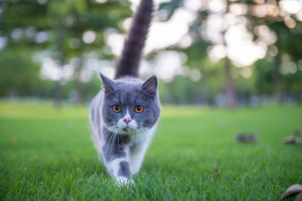 istock The British short hair cat on the grass 985545758
