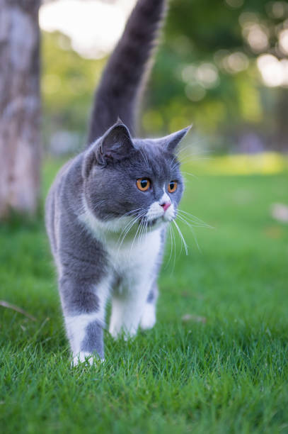 istock The British short hair cat on the grass 985545764