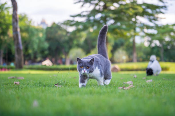 istock The British short hair cat on the grass 985545768