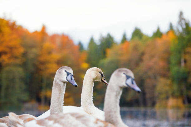 istock Swans By The Lake 985550066