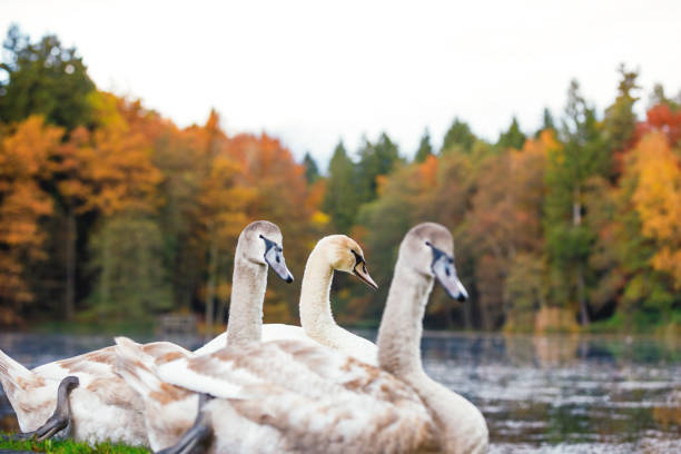 istock Swans By The Lake 985550082