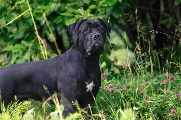 Cane corso dog outdoors Portrait of a young female cane corso dog. cane corso stock pictures, royalty-free photos & images