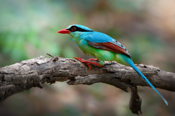 istock Beautiful Common green Magpie 985554034