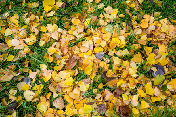 istock Texture, background, pattern. Autumn Leaves Leaves on the ground. Red yellow ruby 985554170