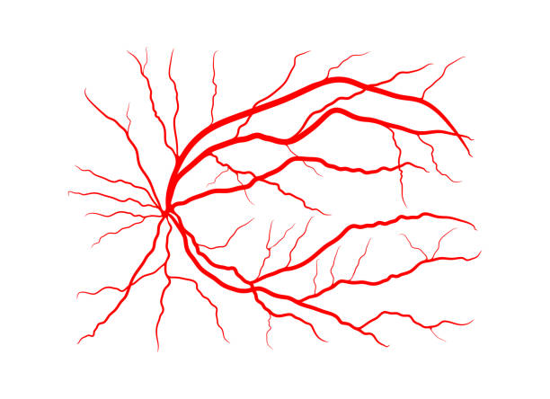 illustrations, cliparts, dessins animés et icônes de système de veine oeil x ray angiographie vector design isolé sur blanc - animal retina