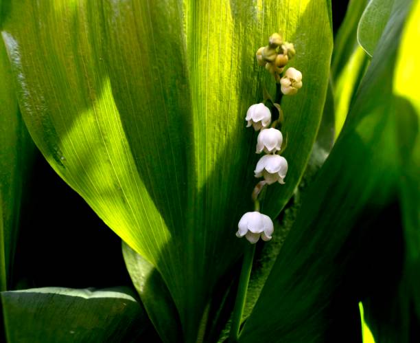istock Lily of the valley blossomed 985558452