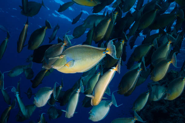 istock A school of Bluespine unicornfish 985559422