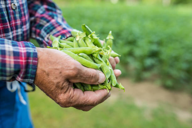 istock Senior farmer holding in her hans fresh peas 985559958