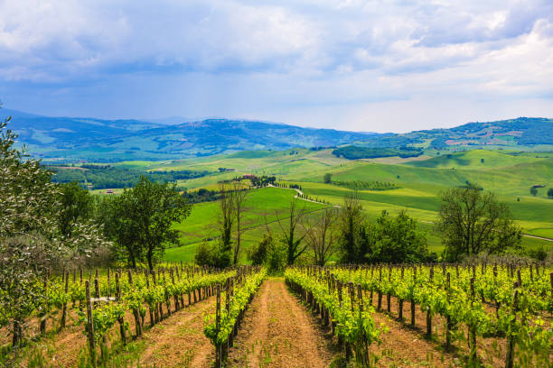 Vineyard in Montepulciano,Tuscany, Italy