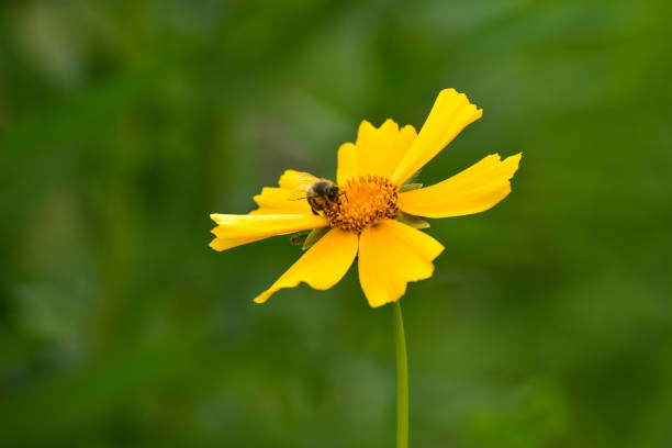 istock Beautiful wild flowers Cosmos on a summer day. 985565680