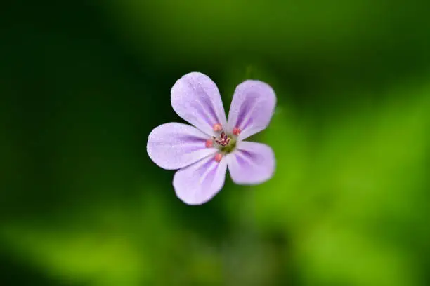 Beautiful little flower of Geranium robertianum, commonly known as Herb-Robert, Red Robin, Fox geranium or Roberts Geranium, is a common species of cranesbill native to Europe, Asia, North America, North Africa