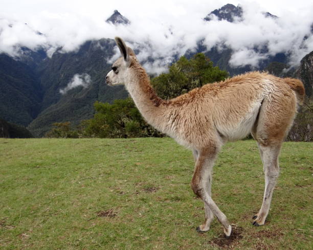 istock Machu Picchu Pichu 985569674