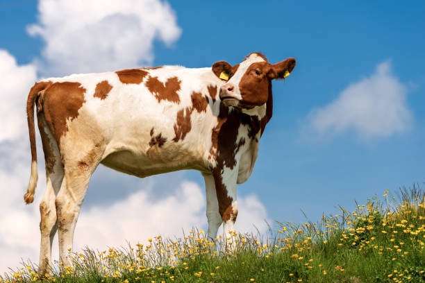 istock Calf on a Mountain Summer Pasture 985569854