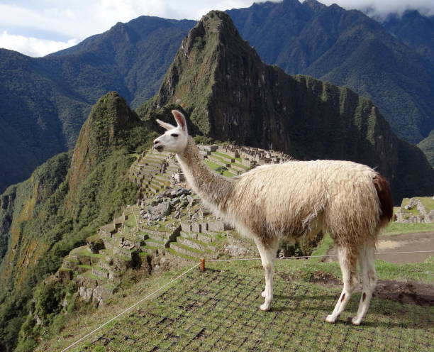 istock Machu Picchu Pichu 985570150