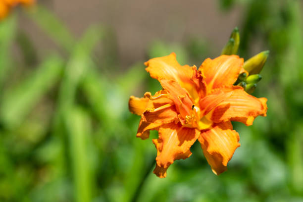 close-up of range daylily flower