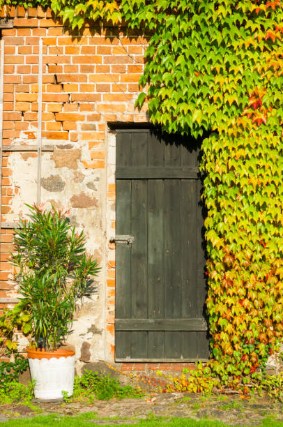 istock colorful vine leafs in autumn on a wall 985595920