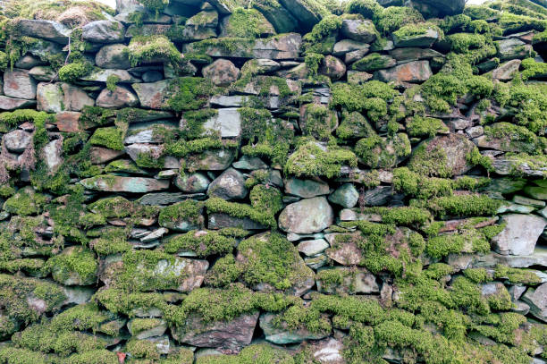 istock Pattern and texture background of old stone wall covered with clumps of green moss 985602374