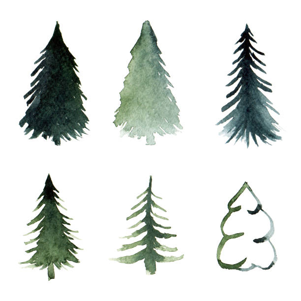 illustrations, cliparts, dessins animés et icônes de main de silhouettes sapin dessiné isolé - evergreen tree pine tree painted image watercolour paints