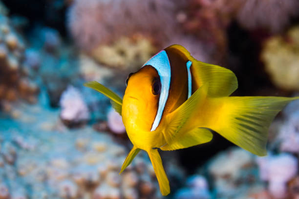 istock A Red Sea anemonefish closeup 985606388