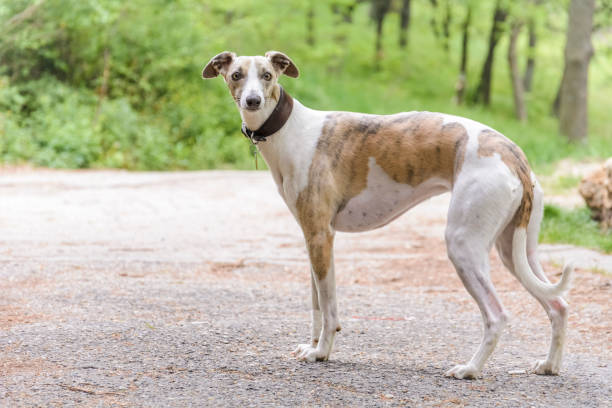 istock Whippet dog close up against blurry back ground. 985607060