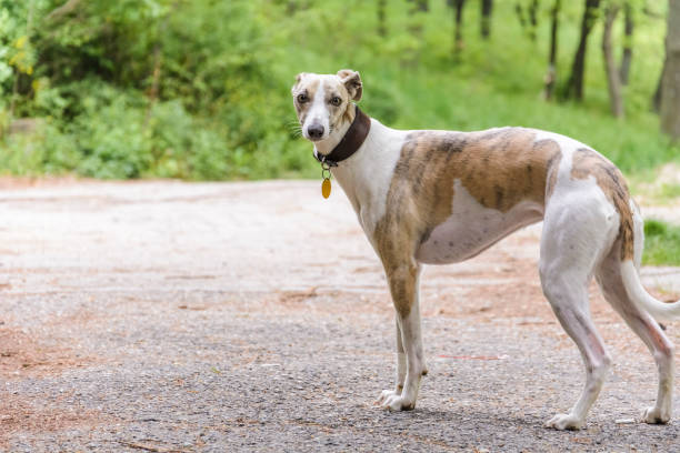 istock Whippet dog close up against blurry back ground. 985607102