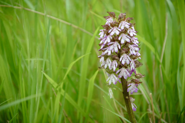 close up of a Neotinea ustulata in the grass . close up of a Neotinea ustulata in the grass orchis ustulata stock pictures, royalty-free photos & images