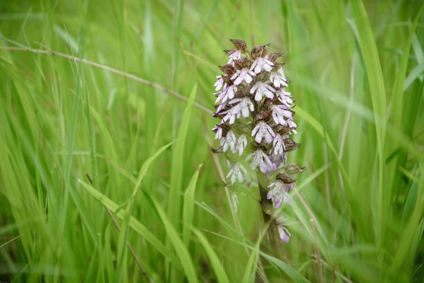 close up of a Neotinea ustulata in the grass . close up of a Neotinea ustulata in the grass orchis ustulata stock pictures, royalty-free photos & images