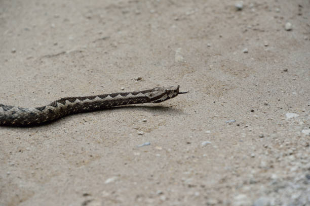 horn viper on the pathway - water snake imagens e fotografias de stock