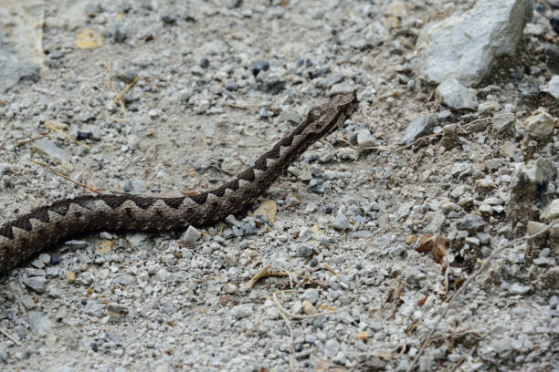 horn viper on the pathway - water snake imagens e fotografias de stock