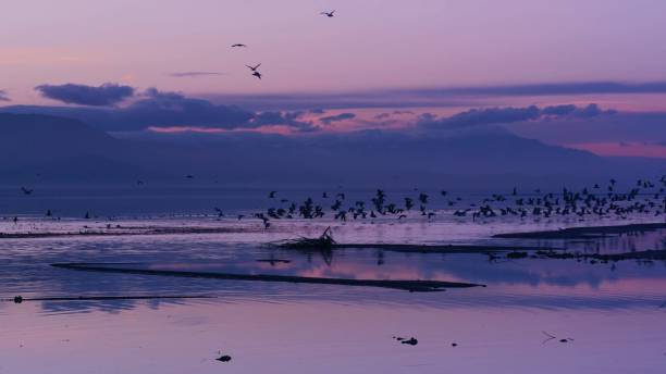 istock Silhouette Birds Flying Over Sea Against Sky During Sunset 985610958