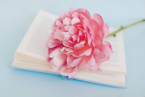 istock Peony flower and book on blue background 985612560