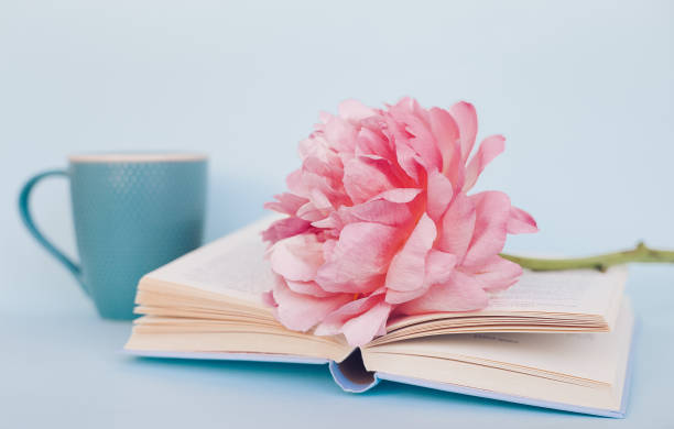 istock Peony flower and book on blue background 985614742