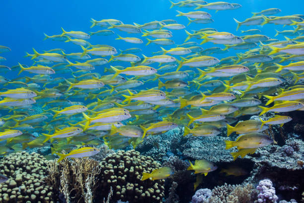 istock Large school of Yellowfin goatfish 985616742