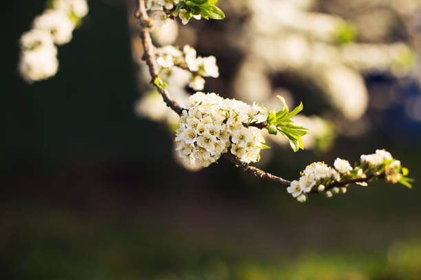 istock branch of a flowering tree. tree in bloom 985621266