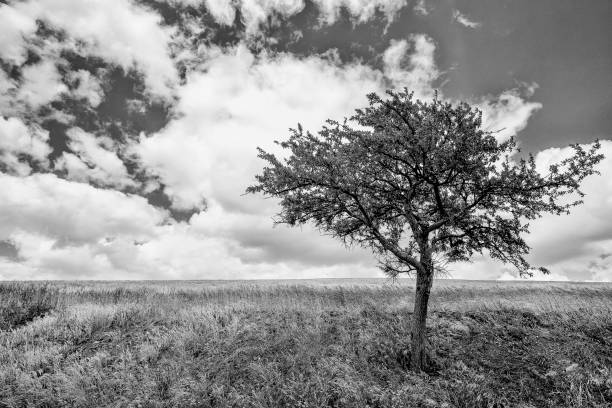 istock countryside landscape in Val D'Agri, Basilicata 985627496