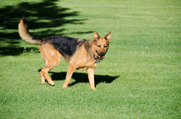 istock German shepherd dog running on a meadow 985628966