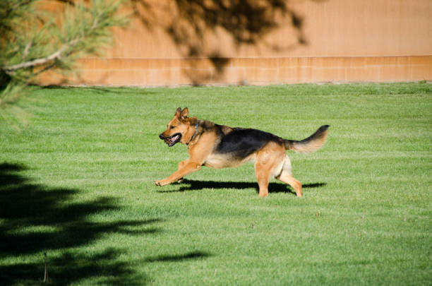 istock German shepherd dog running on a meadow 985628978
