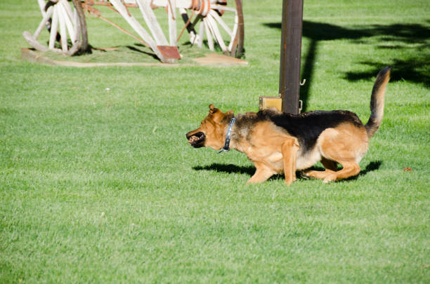 istock German shepherd dog running on a meadow 985629012